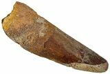 Fossil Spinosaurus Tooth - Real Dinosaur Tooth #319118-1